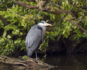 Heron