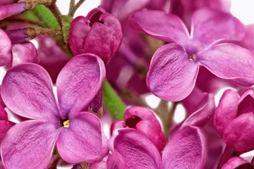 Crédence en verre imprimé Macro Gros plan de beau bouquet de lilas