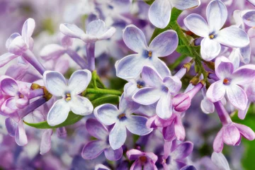 Keuken foto achterwand Macro Mooie bos lila close-up
