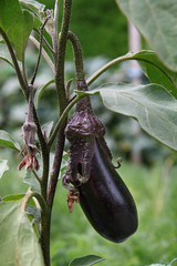 aubergine