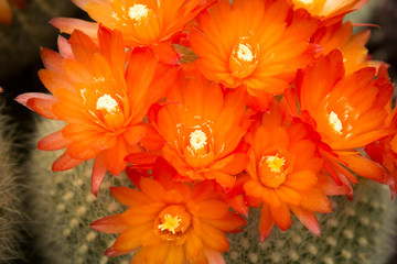 The flower of cactus