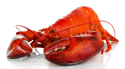 Red lobster isolated on white