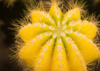 Yellow prickly pear