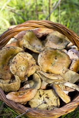 basket of mushrooms