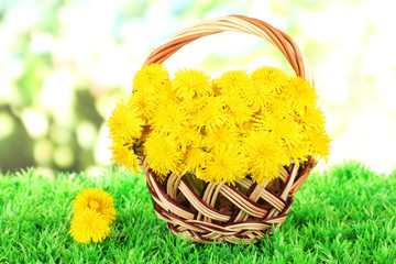 Fototapeta na wymiar Dandelion kwiaty w wiklinowym koszu na trawie na jasny