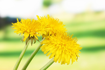 Naklejka premium Dandelion flowers on bright background