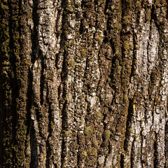 Tree bark texture background