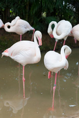 The Flamingo bird group in the zoo