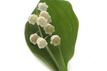 muguet,