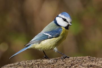 Bluetit on a branch looking right