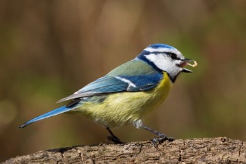 Eating bluetit on a branch facing right