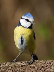 Front view of a bluetit perched on a branch
