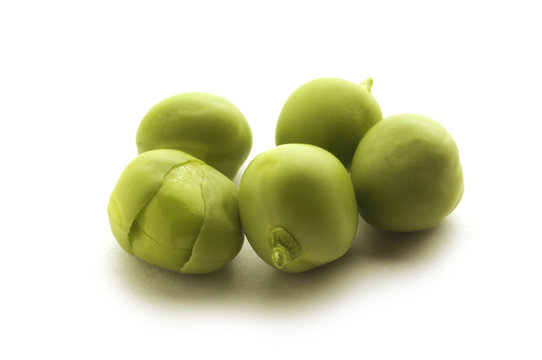 Pisum sativum 완두