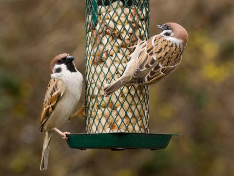 Tree Sparrows on a feeder with peanuts