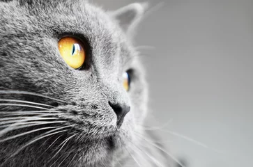 Crédence de cuisine en verre imprimé Chat Détail du chat British shorthair (chat bleu britannique)