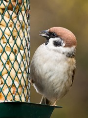 Photo of a eurasian tree sparrow on a feeder with peanuts