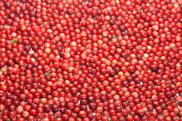 Berries of wild cowberry background