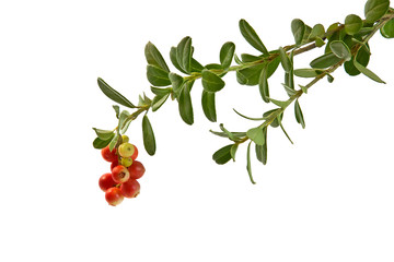 Branch of cowberry isolated on white