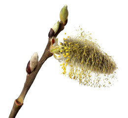 Willow kidney © mgrushin