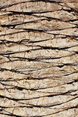 palm tree bark