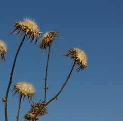 thorns against the blue sky