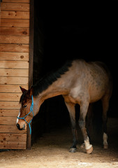 horse in stable