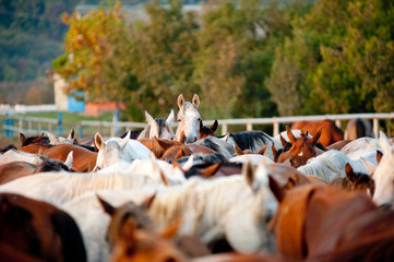 arabian horses in stud