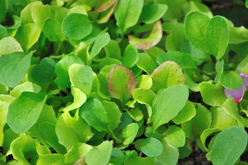 Fototapeta na wymiar Growing lettuce
