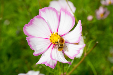 Feeding the bee