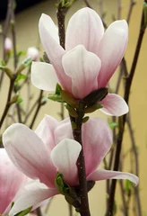 Papier Peint photo Lavable Magnolia fleurs roses de magnolia