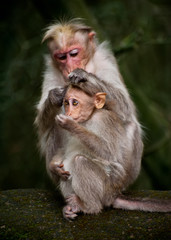 Mother monkey cleaning her baby in bamboo forest. South India