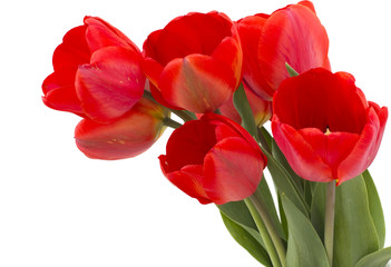 Bunch of red tulips on white background