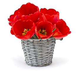 Bunch of bright tulips in bucket