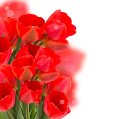 Obraz na płótnie Canvas Floral background from tulips