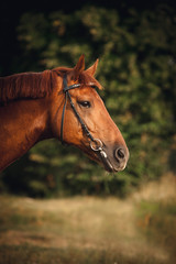 Fototapeta premium Horse portrait in summer