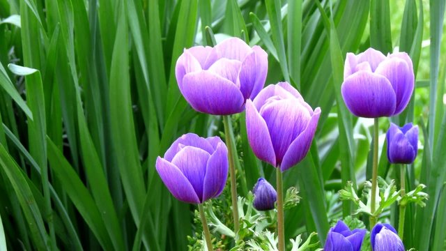 Violet flowers opening in morning rain. Timelapse