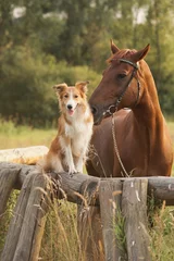 Papier Peint photo Lavable Chien Red border collie dog and horse