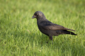 Obraz premium SONY DSC