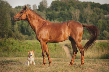 Naklejka na ściany i meble Red border collie dog and horse