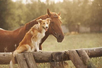Abwaschbare Fototapete Hund Roter Border Collie Hund und Pferd