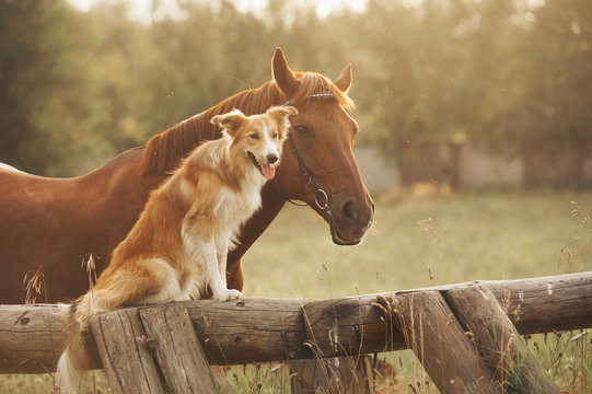 Red border collie dog and horse © ksuksa