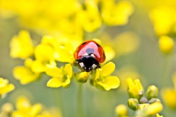 Ladybug On Yellow Flowers