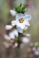 Fruit tree blooming