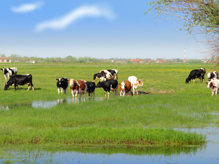 Cows in a field