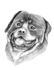 rottweiler dog illustration sketch