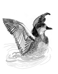 Wild ducks illustrantion sketch painting