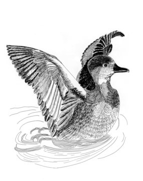 Wild ducks illustrantion sketch painting
