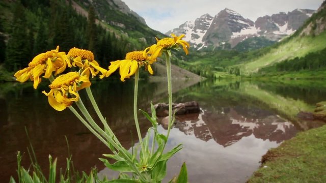 1283 Aspen Colorado Rocky Mountain Lake Wildflowers LOOP
