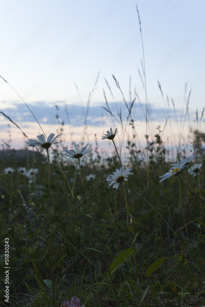 Sticker Daisies in the last light of a summers day