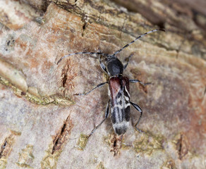 Rufous-shouldered longhorn beetle, Anaglyptus mysticus on hazel